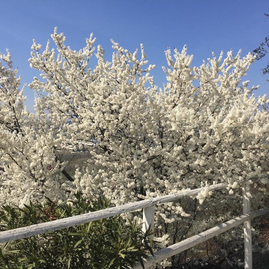 Penzion Relais Il Pigno Affi Exteriér fotografie
